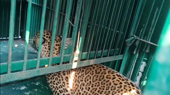 आदमखोर तेंदुए